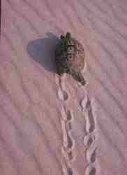 Tortuga mora.jpg (3004 bytes)