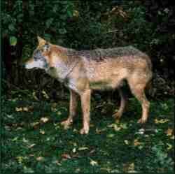 Lobo.jpg (6737 bytes)