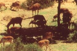 Sierra Norte.jpg (10449 bytes)