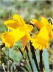 Narcissus Bugci.jpg (4181 bytes)