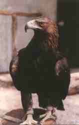 guila real