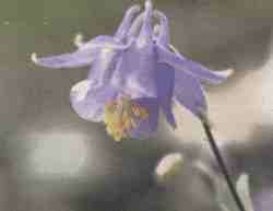 Aquilegia cazorlensis