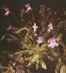 Pingucula Vallisneriifolia